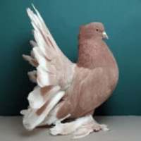 Best Fancy Pigeons Picture or Photo