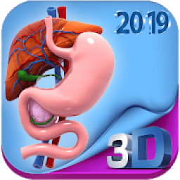 ikon Human digestive system anatomy in 3D