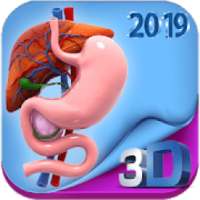 Human digestive system anatomy in 3D