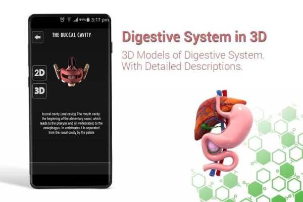 Human digestive system anatomy in 3D screenshot 3
