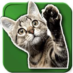 WAStickerApps Cats