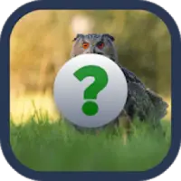 Genio Quiz 15 Apk Download for Android- Latest version 1.0- net.lol.gq15