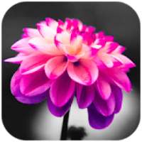 COLOR - Color Splash Effect Photo Editor