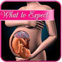 Pregnancy and what to expect week by week