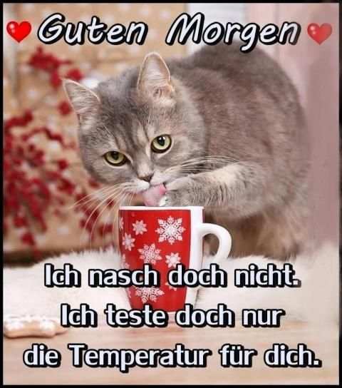 Guten Morgen Bilder Lustig screenshot 6