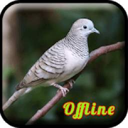 Suara Burung Perkutut Lokal 1.0.4