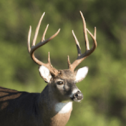 ikon Whitetail Deer Calls