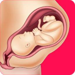 معلومات عن الحمل و الولادة
‎