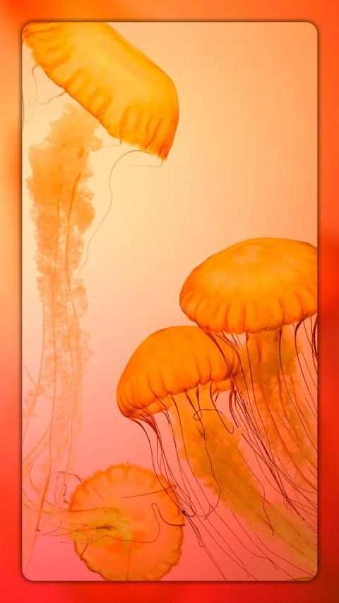 Picholic 4K Wallpaper screenshot 4