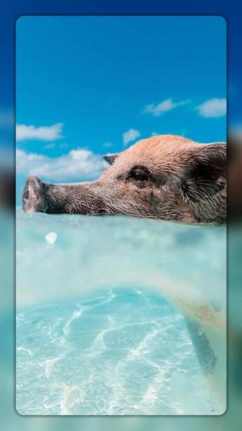 Picholic 4K Wallpaper screenshot 7