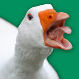 Untitled Goose Simulator: Goose Rampage Game