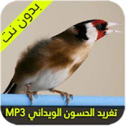 طائر الحسون الويداني 1.2