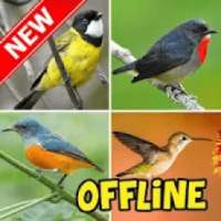 Pikat Burung Kecil Offline