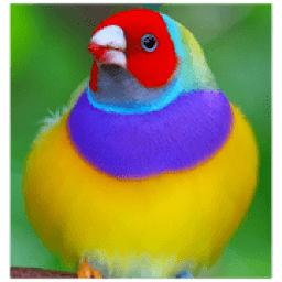 Cantos de Pássaros Silvestres आइकन