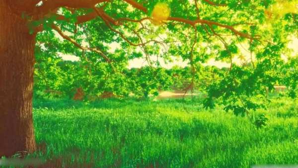 Spring Scenery Wallpaper स्क्रीनशॉट 4