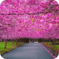 Spring Scenery Wallpaper