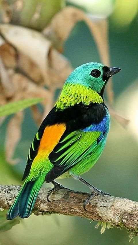 Green headed tanager Bird wallpapers hd स्क्रीनशॉट 1