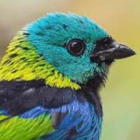 Green headed tanager Bird wallpapers hd logo