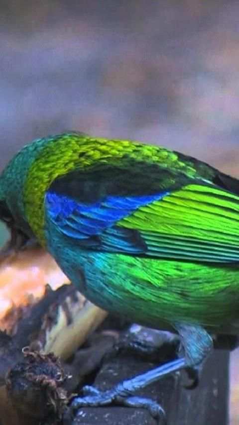 Green headed tanager Bird wallpapers hd स्क्रीनशॉट 2