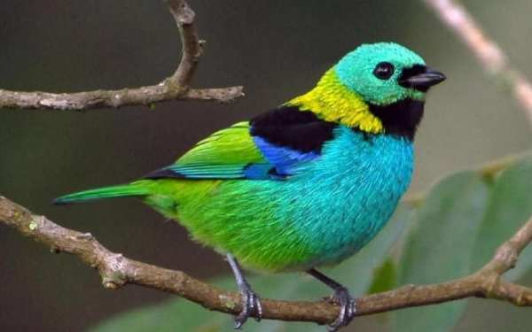 Green headed tanager Bird wallpapers hd स्क्रीनशॉट 7