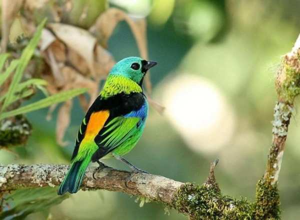 Green headed tanager Bird wallpapers hd स्क्रीनशॉट 5