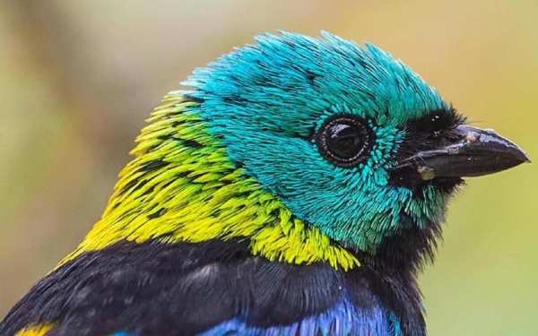 Green headed tanager Bird wallpapers hd स्क्रीनशॉट 8