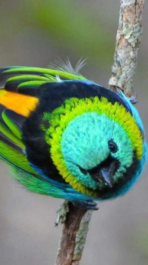 Green headed tanager Bird wallpapers hd स्क्रीनशॉट 4