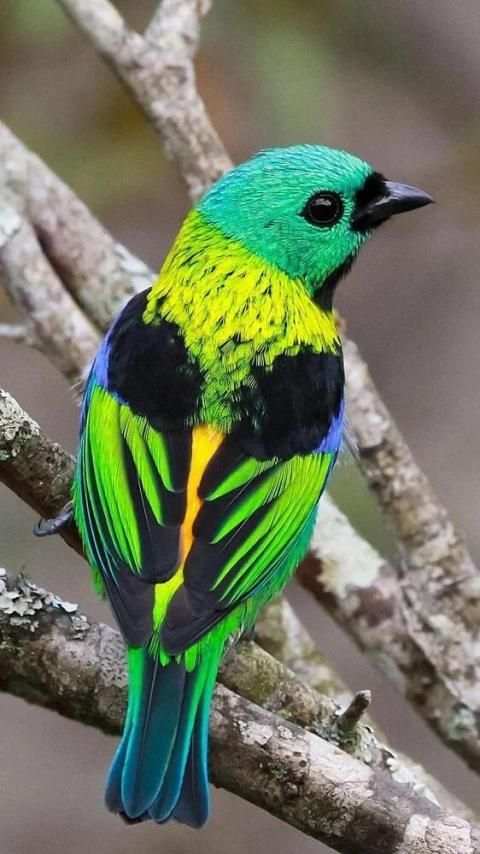 Green headed tanager Bird wallpapers hd स्क्रीनशॉट 3