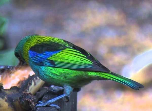 Green headed tanager Bird wallpapers hd स्क्रीनशॉट 6