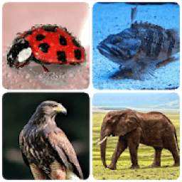 Animals -Quiz about Mammals, Birds, Fish and more!