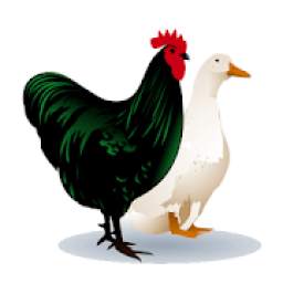 Australian Poultry