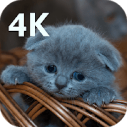 ikon Cute Cat 4K Wallpapers