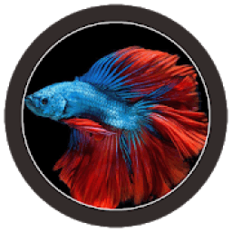 ikon * FREE Betta Fish No Live Wallpapers HD