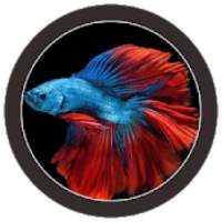 * FREE Betta Fish No Live Wallpapers HD on 9Apps
