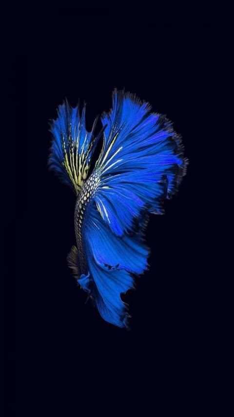 * FREE Betta Fish No Live Wallpapers HD screenshot 4