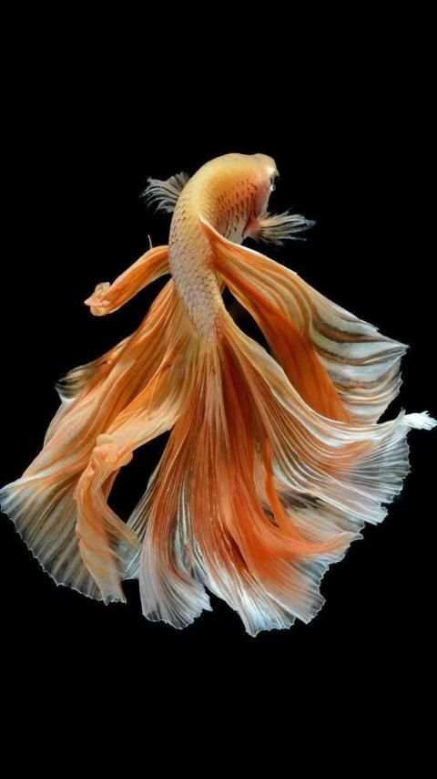 * FREE Betta Fish No Live Wallpapers HD screenshot 1