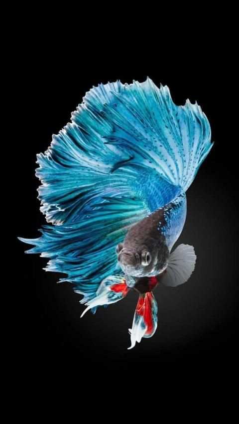 * FREE Betta Fish No Live Wallpapers HD screenshot 3