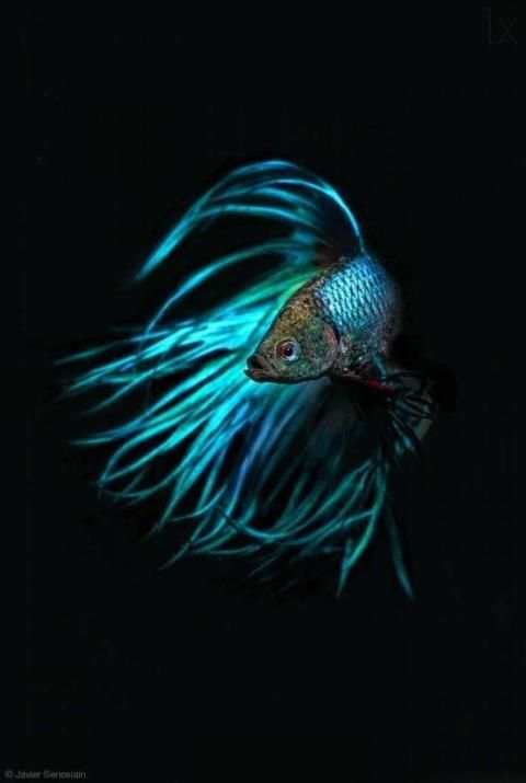 * FREE Betta Fish No Live Wallpapers HD screenshot 2