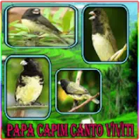 Canto De Papa Capim Viviti para Android - Download