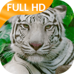 ikon White Tiger Video Wallpaper