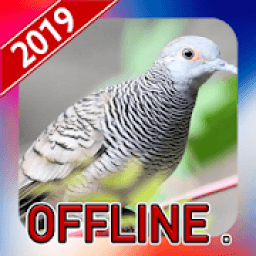 Suara Burung Perkutut Offline icon