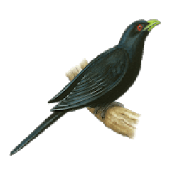 ikon Asian Koel Fly