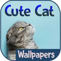 Cute Cat Wallpapers on 9Apps