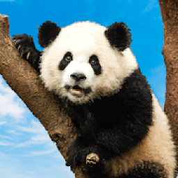 ikon Photo Compressor Panda: Free Up Space &amp; Storage