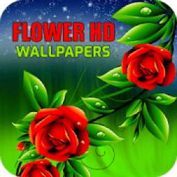 Flowers Wallpaper HD