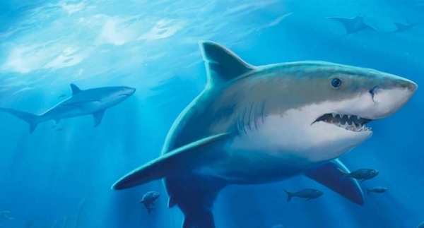 Shark Attack Hungry Wold screenshot 5