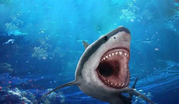 Shark Attack Hungry Wold screenshot 3
