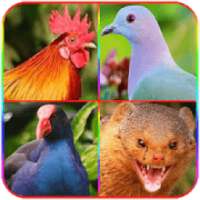 Suara Pikat Burung dan Hewan Lengkap untuk berburu on 9Apps