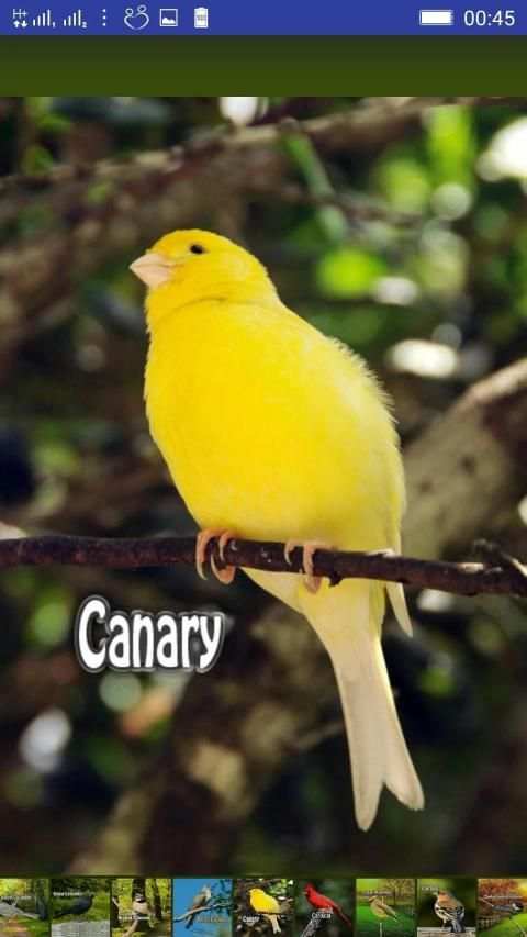 Bird Sounds स्क्रीनशॉट 20