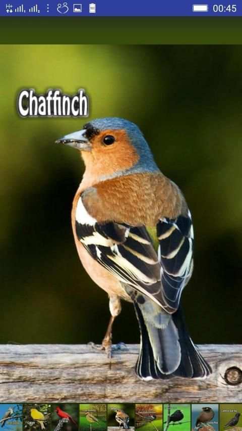 Bird Sounds स्क्रीनशॉट 17
